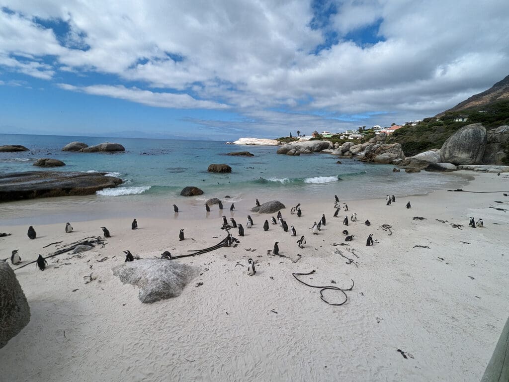Penguins on the beach in South Africa
