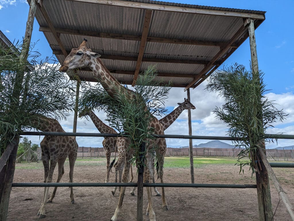 Photos of the Giraffe House, Alpaca Loom and Cheetah Outreach in South Africa 