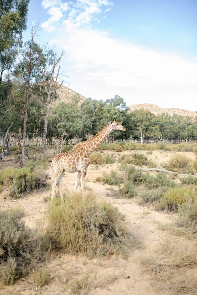 Photos of wildlife at Aquila Game Reserve in South Africa, including elephants, giraffes, lions, hippos, and zebras. 