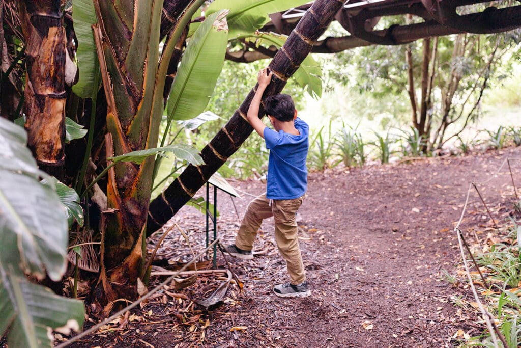 A boy plays in a tropical forest in South Africa. 